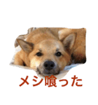 雑種犬 昇ちゃん（個別スタンプ：13）