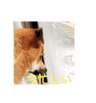 雑種犬 昇ちゃん（個別スタンプ：14）