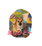雑種犬 昇ちゃん（個別スタンプ：15）