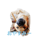 雑種犬 昇ちゃん（個別スタンプ：16）