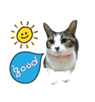猫のノラとテリー3（個別スタンプ：5）