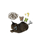 猫のノラとテリー3（個別スタンプ：13）