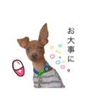 ミニピンpetitとの暮らし（個別スタンプ：24）