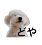 toypoodlemoppy（個別スタンプ：1）