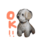 toypoodlemoppy（個別スタンプ：2）