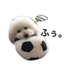 toypoodlemoppy（個別スタンプ：3）