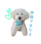 toypoodlemoppy（個別スタンプ：4）