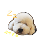 toypoodlemoppy（個別スタンプ：6）