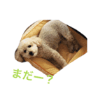 toypoodlemoppy（個別スタンプ：7）