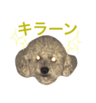 toypoodlemoppy（個別スタンプ：8）