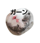 marumaru cat photo（個別スタンプ：1）