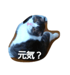 marumaru cat photo（個別スタンプ：2）