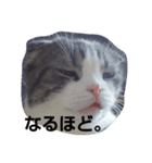 marumaru cat photo（個別スタンプ：3）