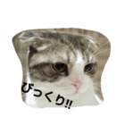 marumaru cat photo（個別スタンプ：4）