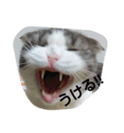 marumaru cat photo（個別スタンプ：5）