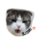 marumaru cat photo（個別スタンプ：6）