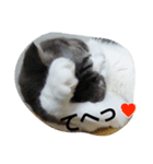 marumaru cat photo（個別スタンプ：7）