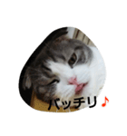 marumaru cat photo（個別スタンプ：8）