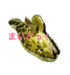 魚の言葉（個別スタンプ：1）