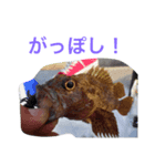 魚の言葉（個別スタンプ：6）