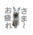 にゃんこ～ず(其の一)（個別スタンプ：1）