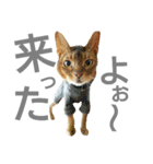 にゃんこ～ず(其の一)（個別スタンプ：4）