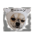 日常で使えるワンコ（個別スタンプ：9）