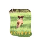 日常で使えるワンコ（個別スタンプ：15）