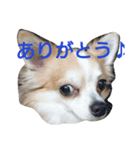 ginn（個別スタンプ：1）