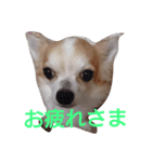 ginn2（個別スタンプ：1）
