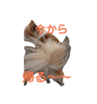 ginn2（個別スタンプ：4）