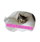 日常の一言ニャン（個別スタンプ：4）