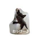 日常の一言ニャン（個別スタンプ：6）
