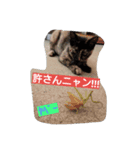 日常の一言ニャン（個別スタンプ：8）