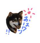 黒柴優作（個別スタンプ：1）