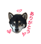 黒柴優作（個別スタンプ：2）