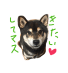黒柴優作（個別スタンプ：4）