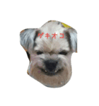 l o v e d o g（個別スタンプ：6）