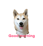 柴犬アスカ（個別スタンプ：1）