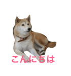 柴犬アスカ（個別スタンプ：2）