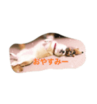 柴犬アスカ（個別スタンプ：3）