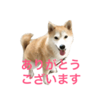 柴犬アスカ（個別スタンプ：4）