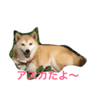 柴犬アスカ（個別スタンプ：5）
