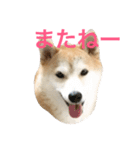 柴犬アスカ（個別スタンプ：6）