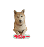 柴犬アスカ（個別スタンプ：8）