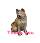柴犬アスカ（個別スタンプ：9）