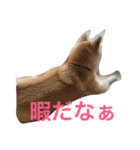 柴犬アスカ（個別スタンプ：10）