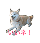 柴犬アスカ（個別スタンプ：11）