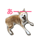 柴犬アスカ（個別スタンプ：12）