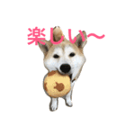 柴犬アスカ（個別スタンプ：13）